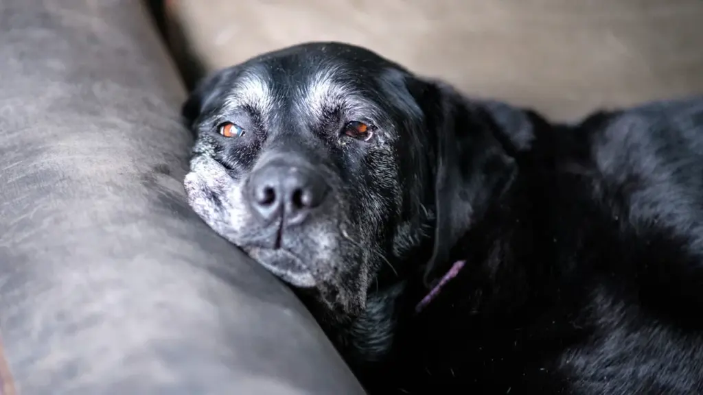 An elderly black dog resting peacefully on a leather couch, looking contemplative and calm.